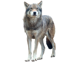 Wolf PNG-23176